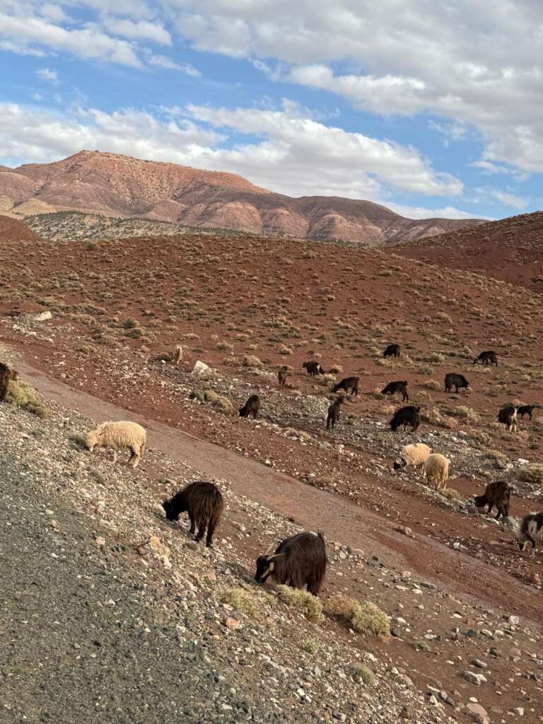 Marrakech Desert Tours