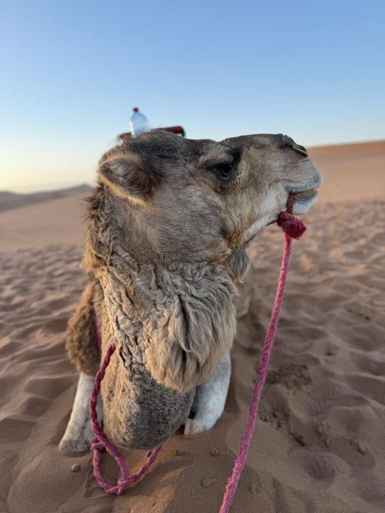 Marrakech Desert Tours