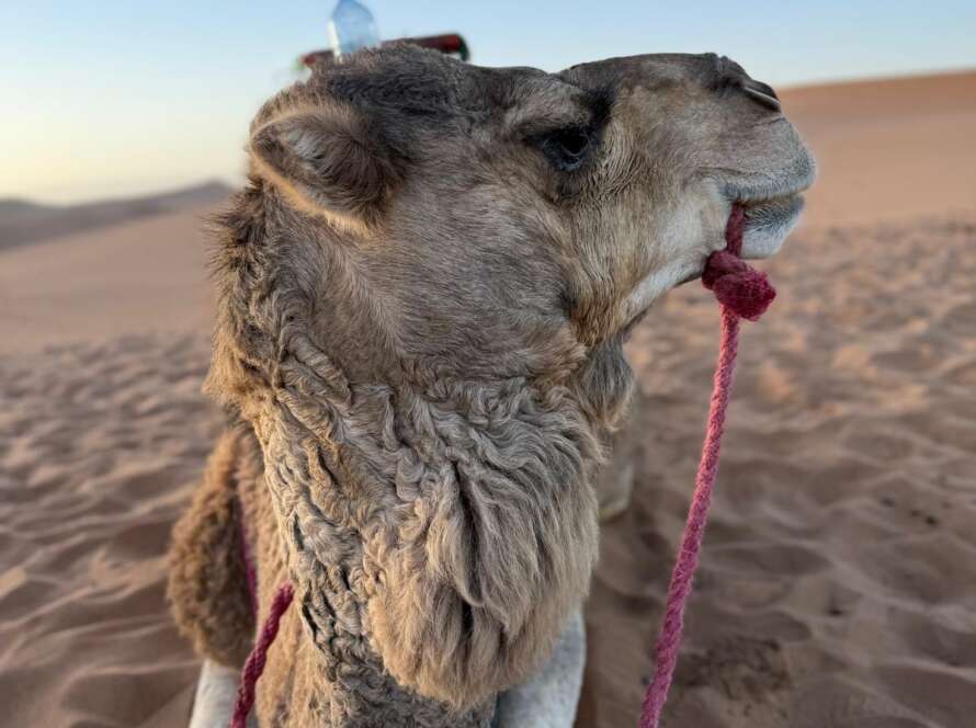 Marrakech Desert Tours